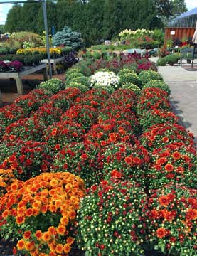 Fall-Annuals-Table