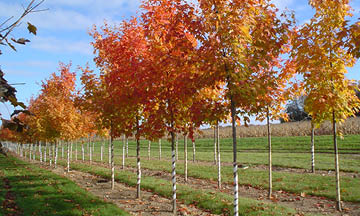 Fall Trees