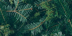 Evergreen-Branches