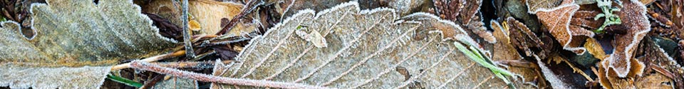 Frosted-Fallen-Leaves