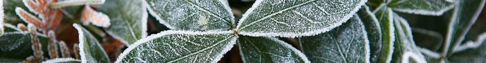 Frosted-Green-Plant