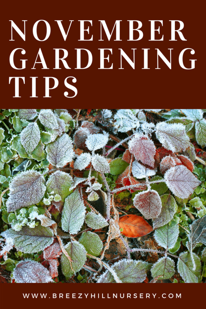 November Gardening Tips