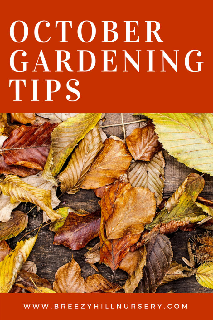 October Gardening Tips