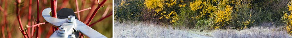 Pruning---Frost-Landscape