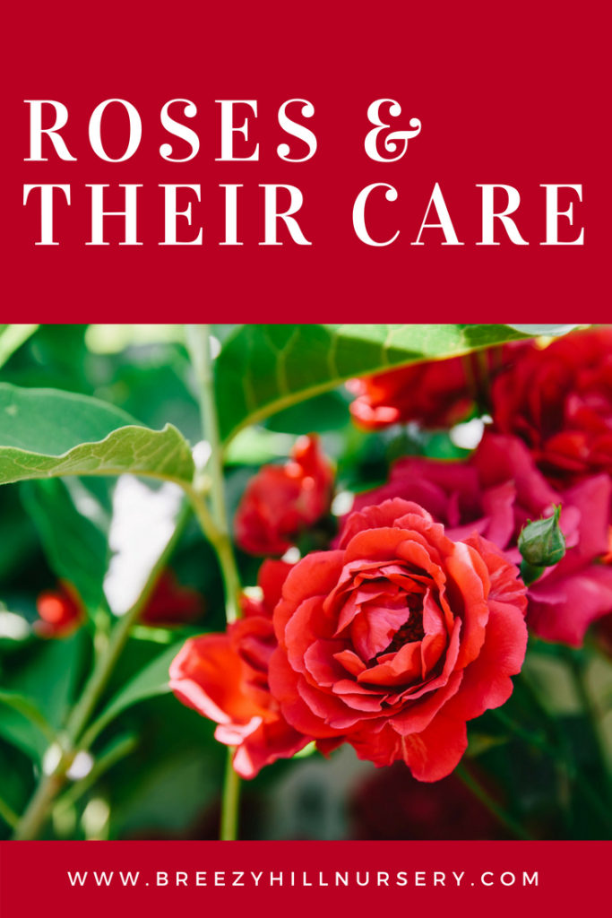 Roses & Their Care