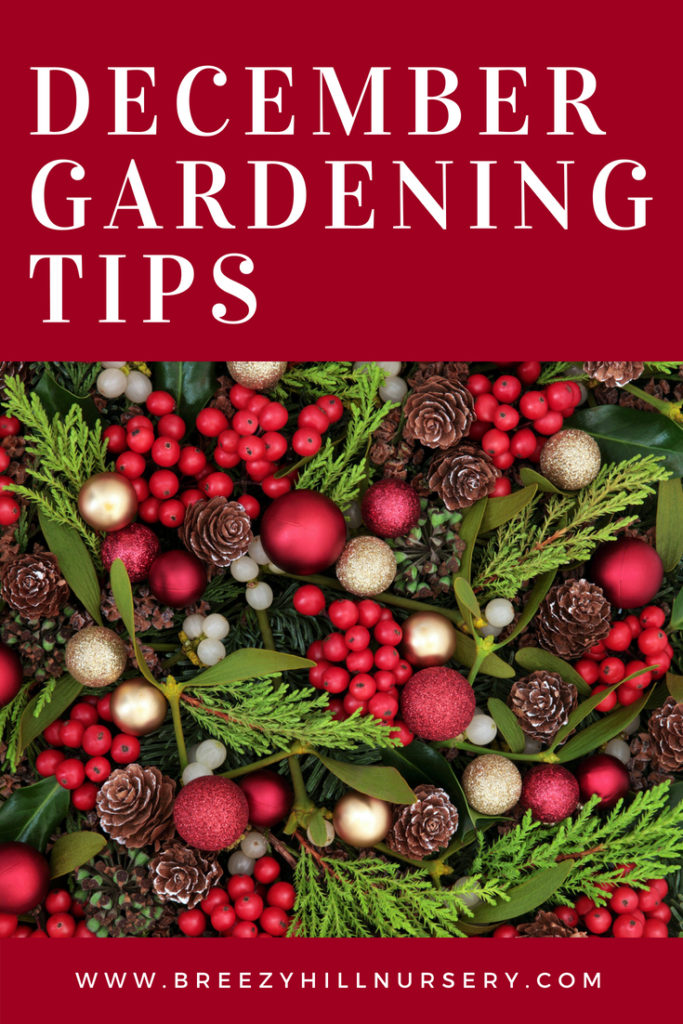 December Gardening Tips at Breezy Hill Nursery