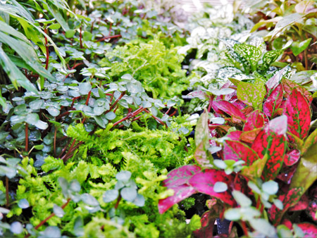 Mini Foliage & Succulent