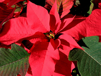 Red Christmas poinsettia