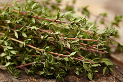 Thyme twigs