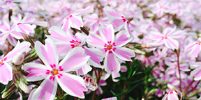 Candy Stripe Creeping Phlox---c