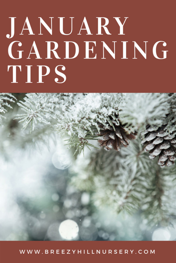 January Gardening Tips at Breezy Hill Nursery