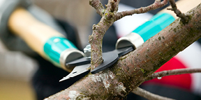 Tree Trimming