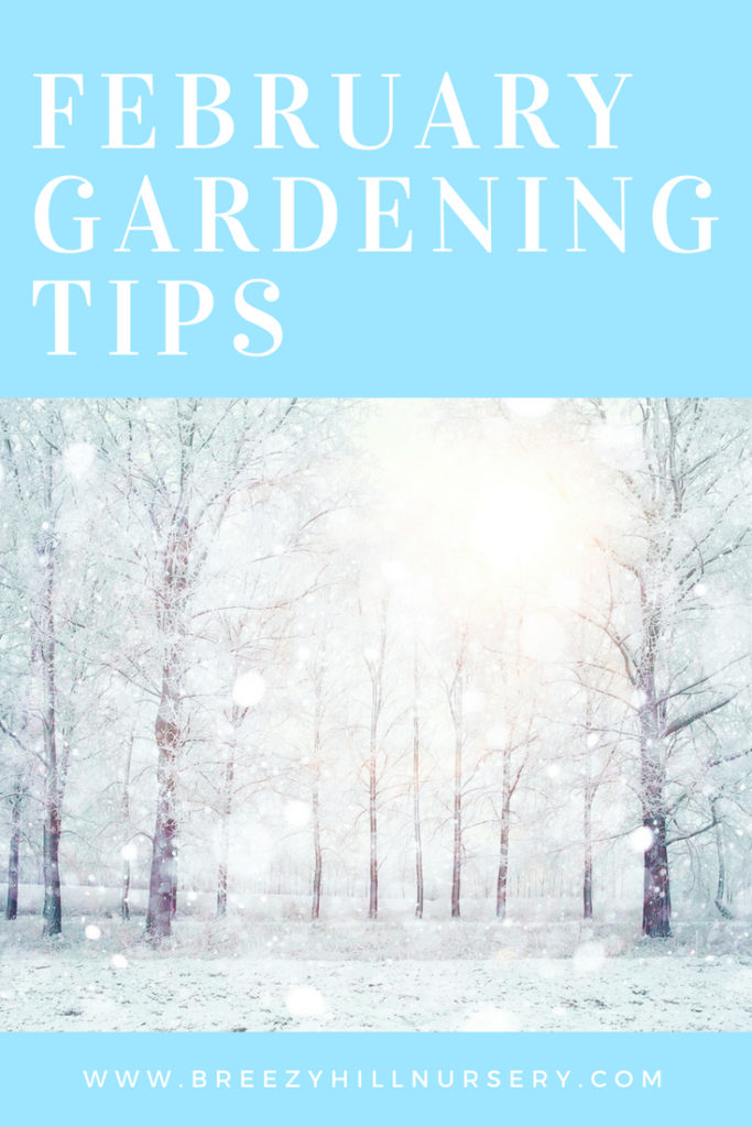 February Gardening Tips at Breezy Hill Nursery