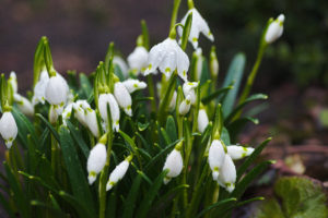 White Spring Snowdrop