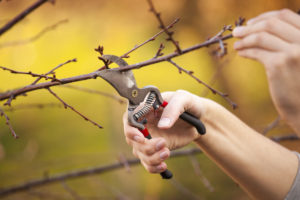 Breezy Hill Nursery Spring Pruning