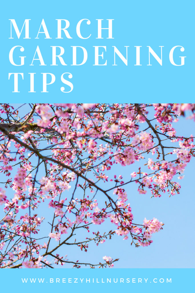 March Gardening Tips at Breezy Hill Nursery