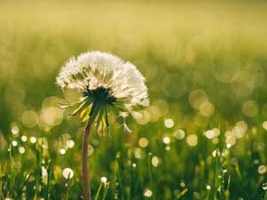 Dandelion Weed