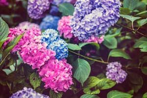 Hydrangea