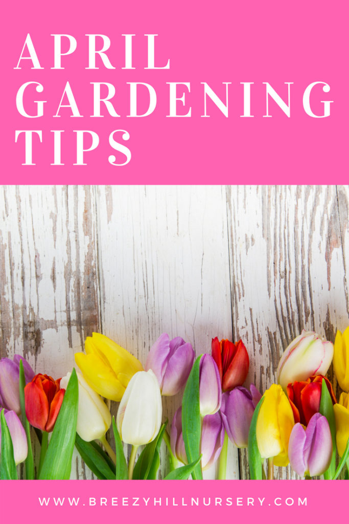 April Gardening Tips at Breezy Hill Nursery