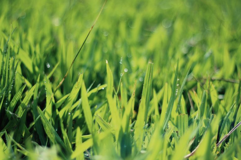 green grass lawn green grass lawn