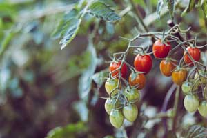 Tomatoes on the vine