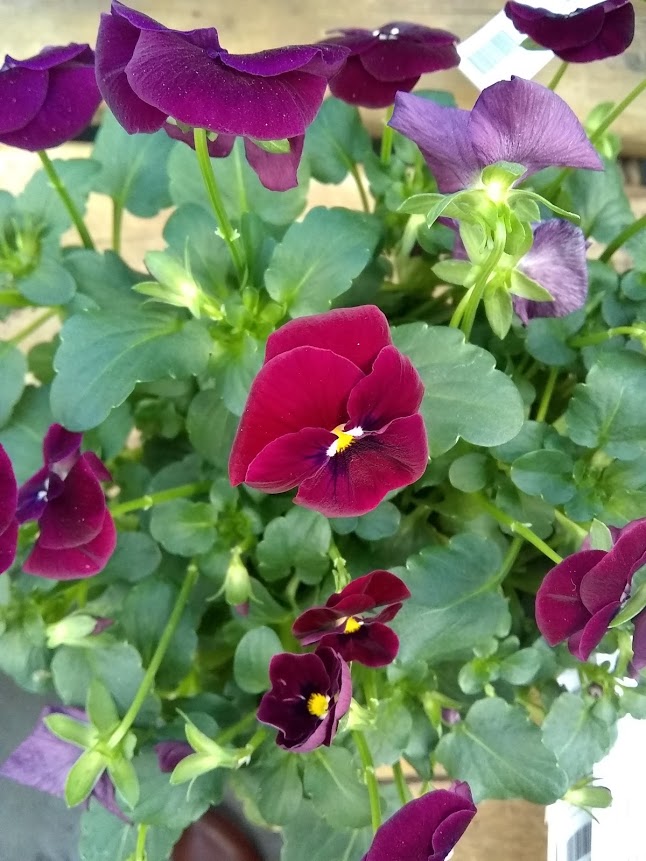 Pansies