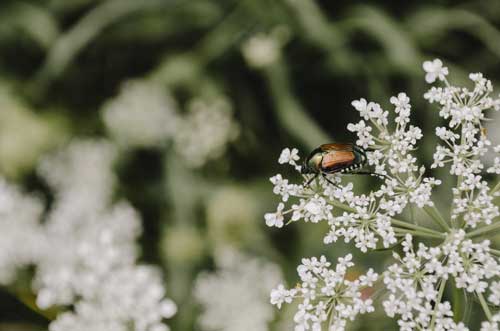 Japanese-Beetle