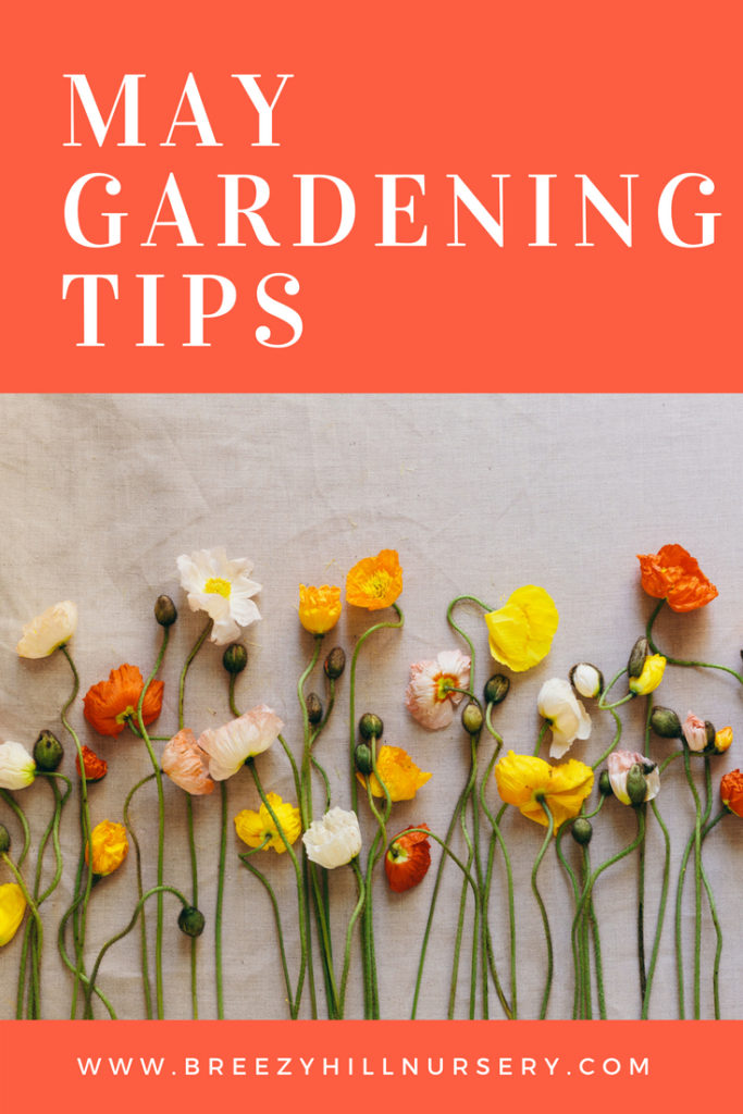 May Gardening Tips at Breezy Hill Nursery
