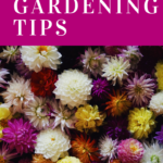 June Gardening Tips at Breezy Hill Nursery