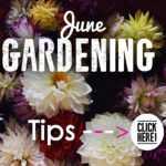 June Garden Tips 2018