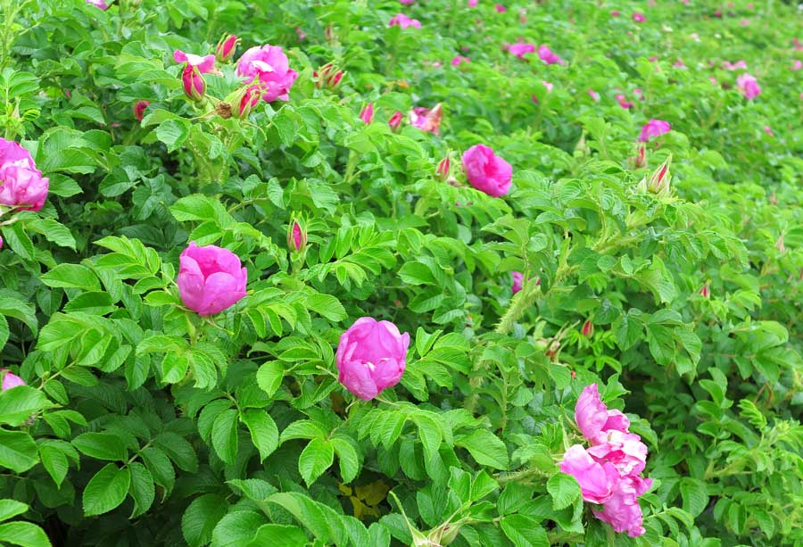 Pink Rosa Rugosa