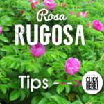 Rosa Rugosa Pint