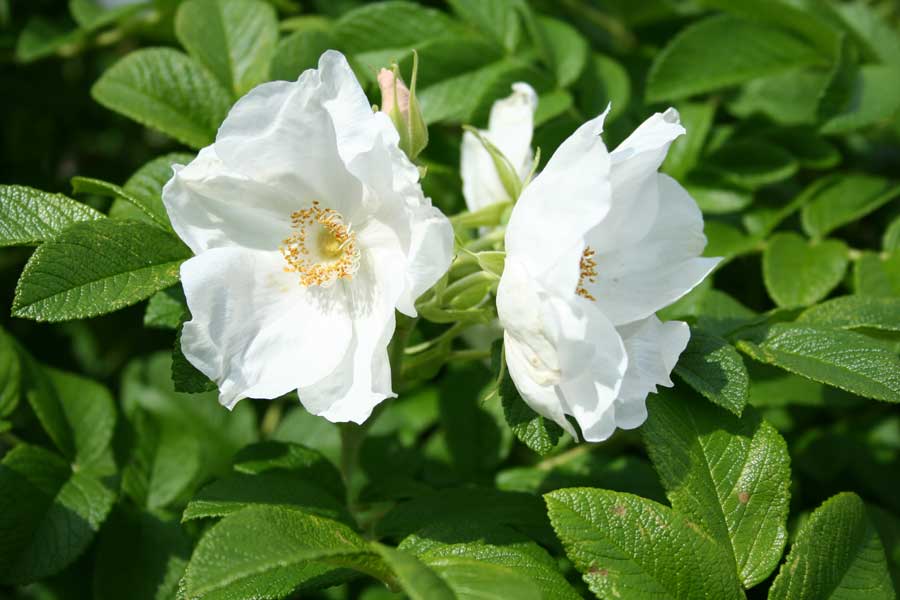 White Rosa Rugosa