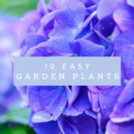 10 easy garden plants at Breezy Hill Nursery