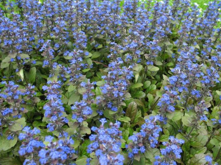 Ajuga