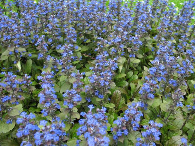 Purple Ajuga