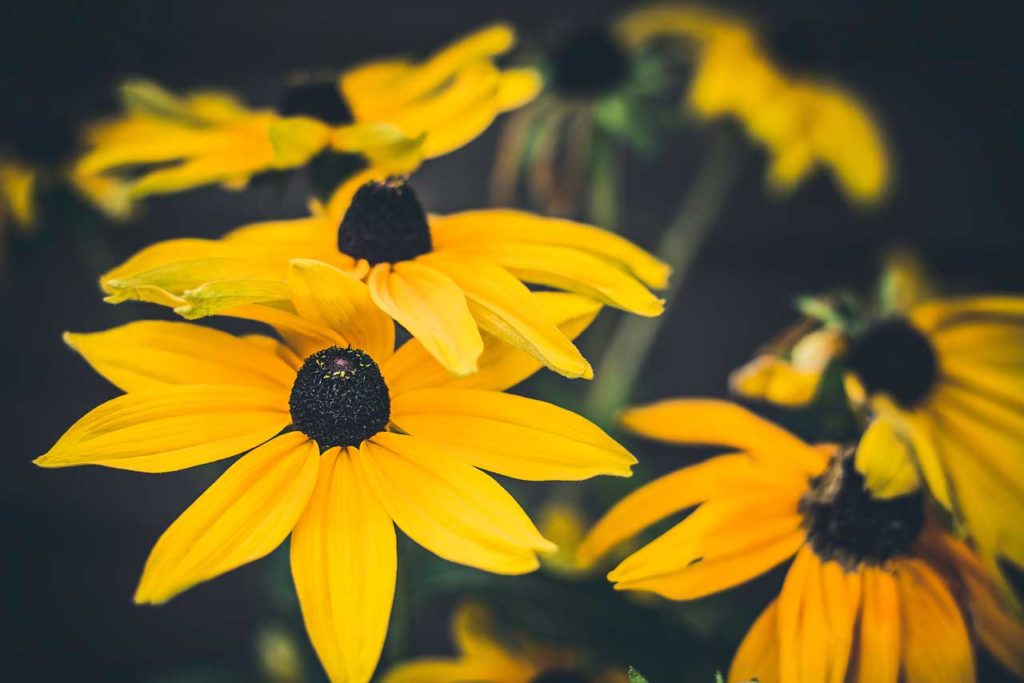 Black-Eyed-Susan