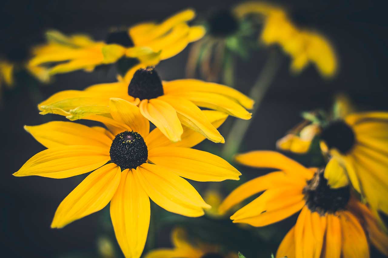 Black-Eyed-Susan