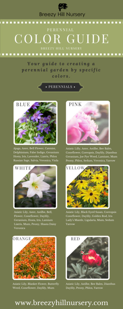 Perennial Color Guide - Breezy Hill Nursery