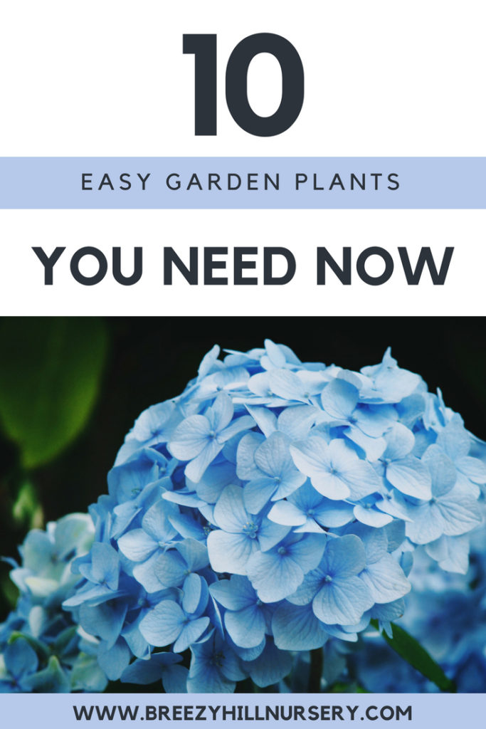 10 Easy Care Garden Plants you need now