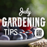 July Gardening Tips - small