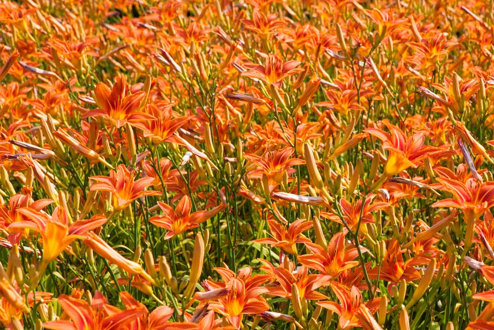 Orange-Daylily