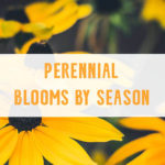Perennial Blooms by season- small square