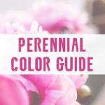 Perennial Color Guide - small square