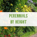 Perennials by Height