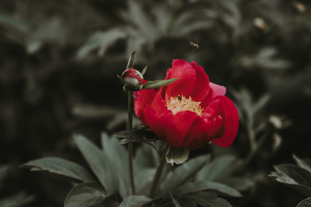 Red Peony