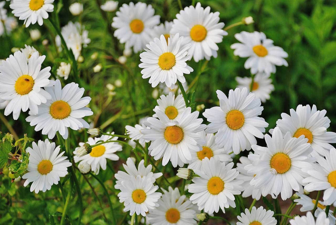 Shasta-Daisy---web