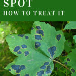 Tar Spot How to treat it