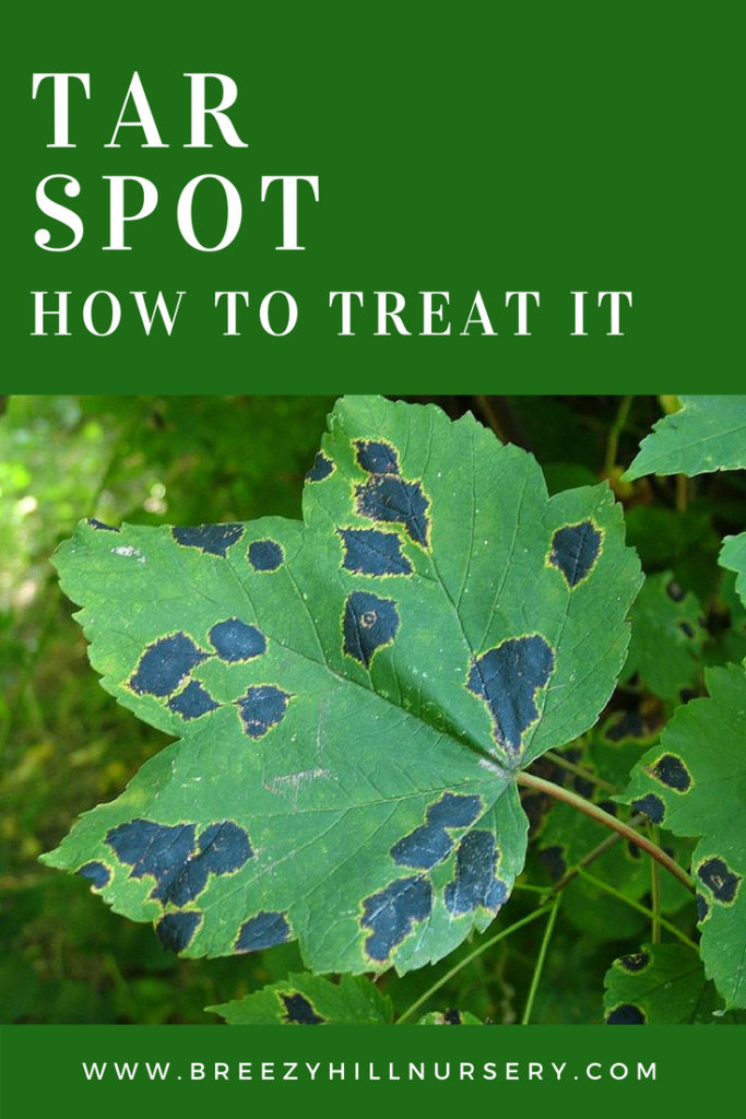 Tar Spot How to treat it