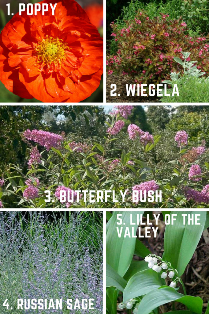 10 easy garden plants you need now
